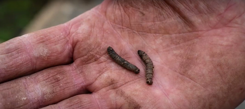 two leatherjacket grubs in palm of hand - Can My Lawn Recover from a Leatherjacket Infestation?