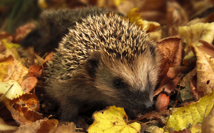 november lawn care tips - hedgehog buried in golden autumn leaves