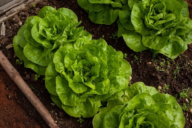 healthy vegetable patch growing lettuce