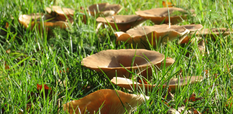 circle of mushrooms growing on lawn - waht causes fairy rings, how to get rid of fairy rings