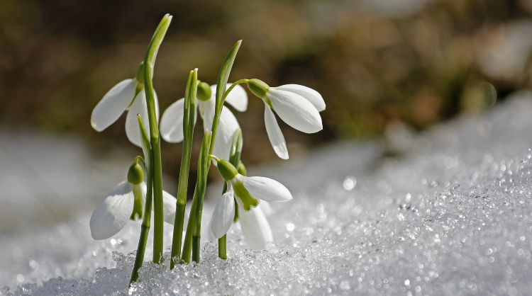 snowdrops blooming in the snow - what is a false spring?
