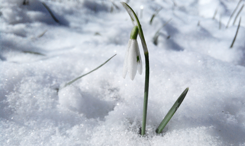 snowdrop growing in bed of snow