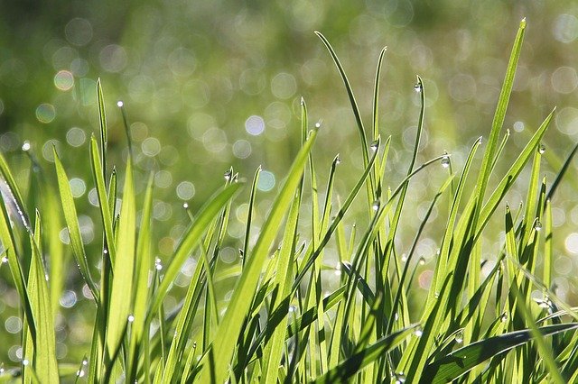 grass dew