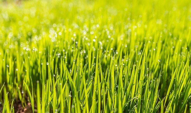 Healthy fertilised lawn