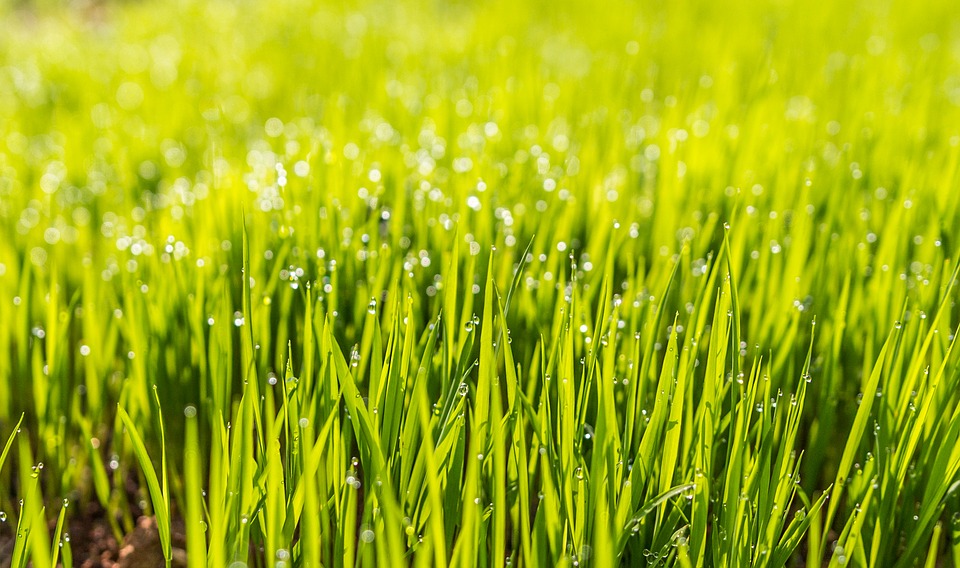 Morning dew on a spring lawn