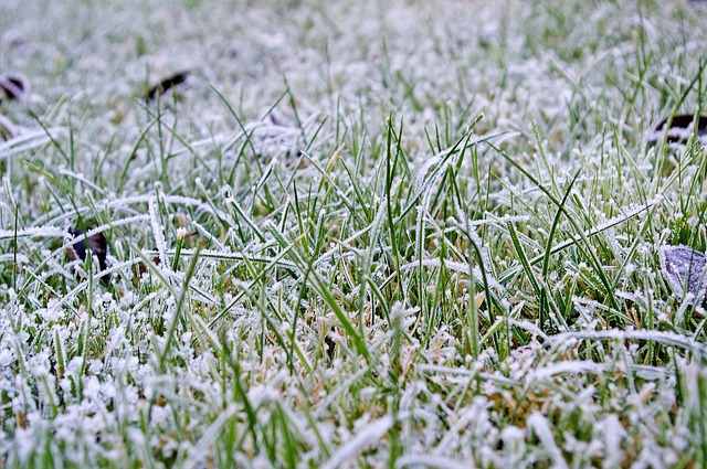 Frosty lawn grass