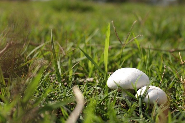 how to prevent lawn fungus
