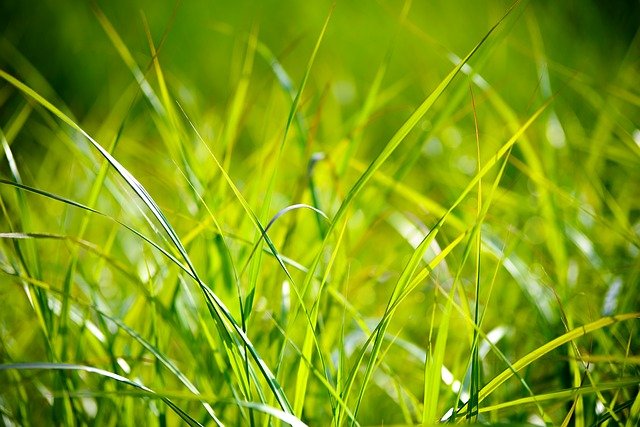 how to choose grass seed