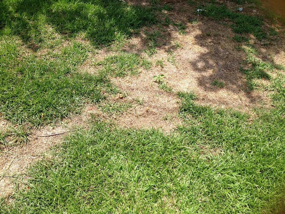 how to fix dead grass in summer