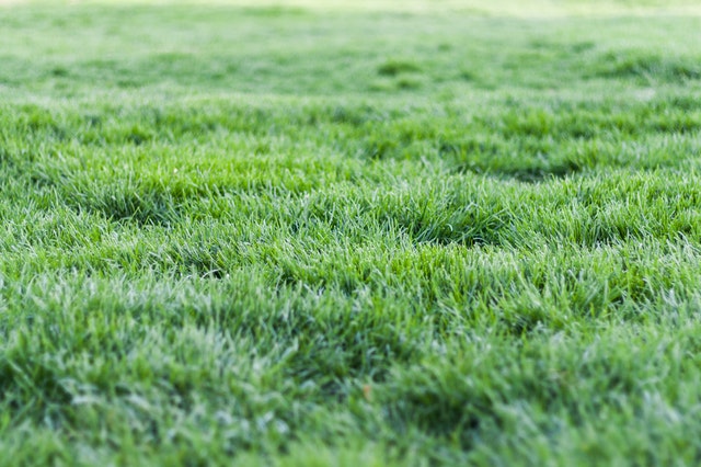 tips for green grass