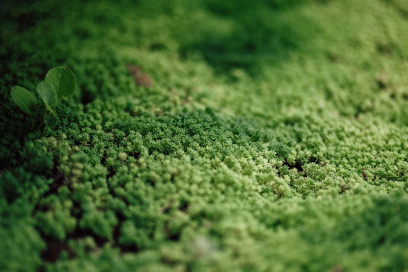 is moss bad for your lawn