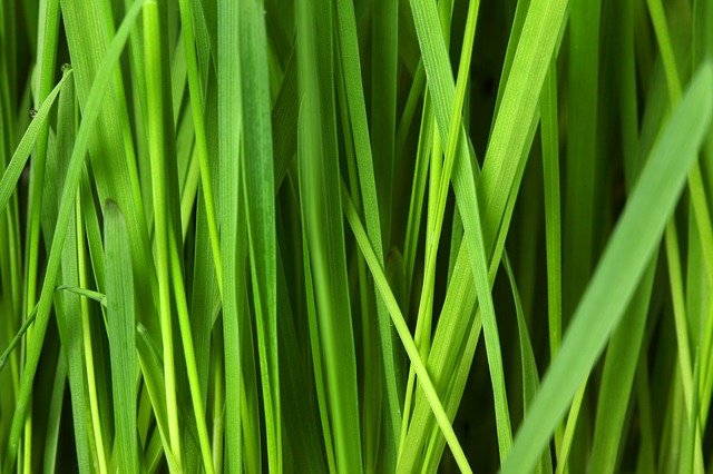 Healthy green grass