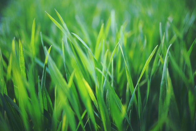 Green grass on lawn