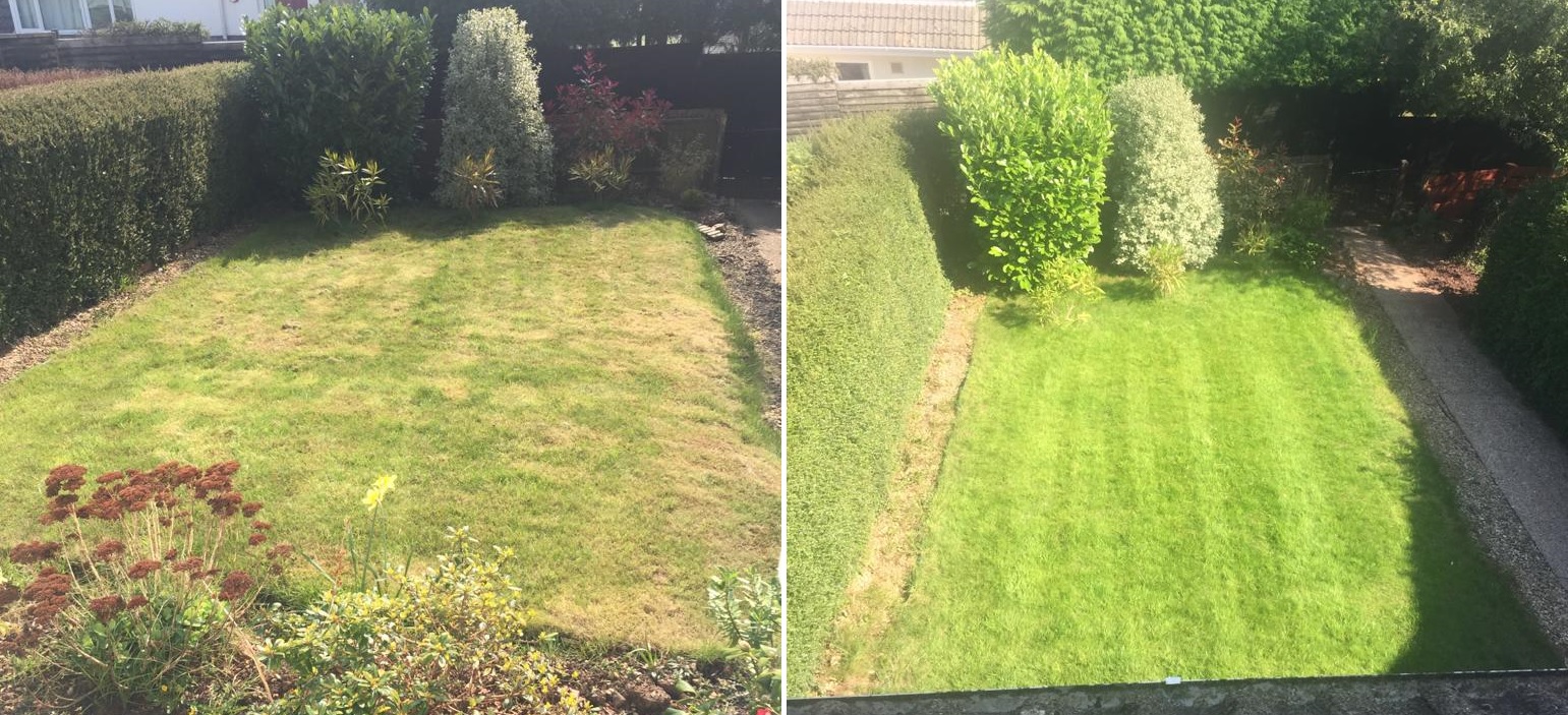 Lawn scarification before and after