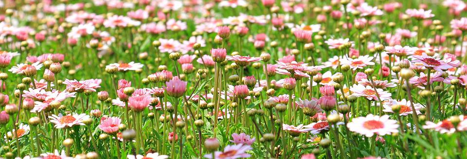 banner image of pink flowers against green grass