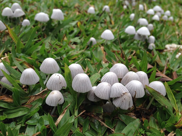 are lawn mushrooms poisonous