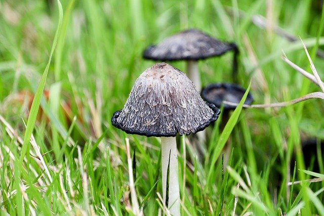 lawn mushrooms