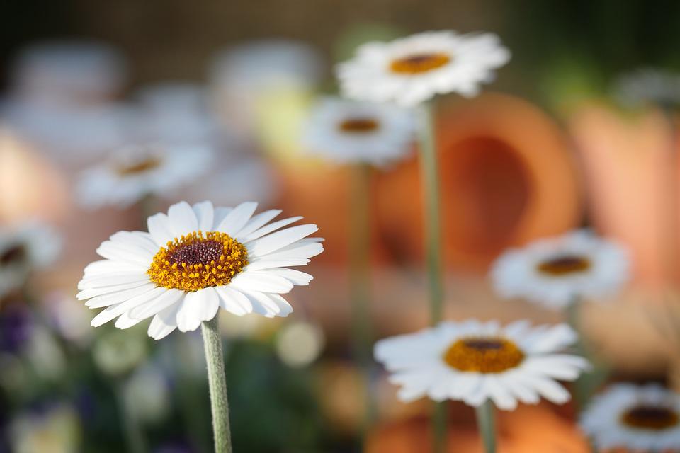 close up shot of english daisies