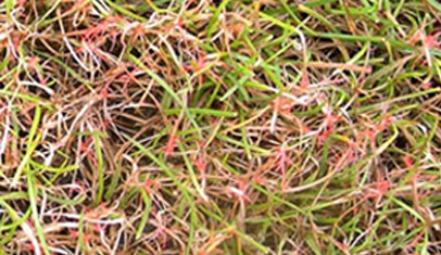 Red thread grass