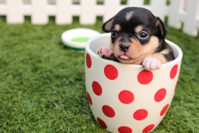 Puppy on small lawn