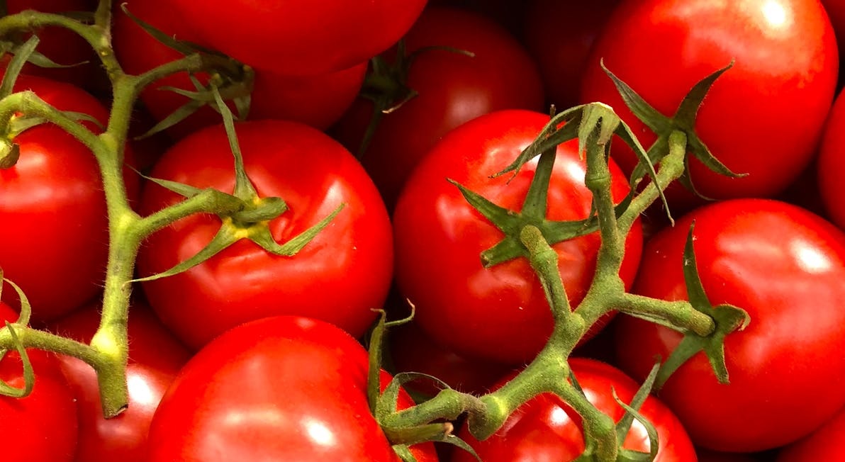 Red tomatoes on a vine