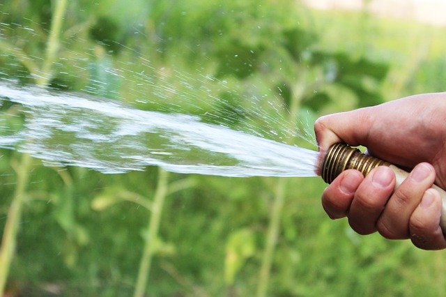 Watering grass with a hose