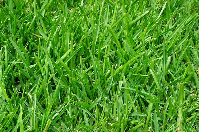 A healthy green lawn