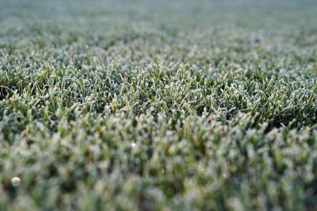 can you aerate your lawn in winter