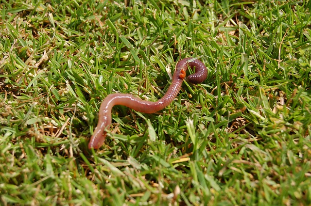 why is my lawn covered in worm casts